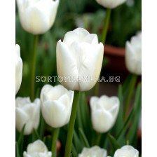 Лале /Tulip White Marvel/ 11/12