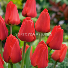 Лале /Tulip Apeldoorn/ 10/11