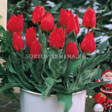Лале /Tulip Brilliant Star/ 11/12
