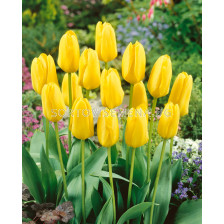 Лале /Tulip Candela/ 10/11