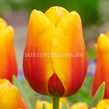 Лале/ Tulip darwin hybrid Cash - 1 бр.