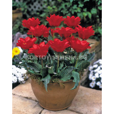 Лале/ Tulip greigii Double Red Ridinghood - 1 бр.