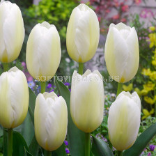 Лале/ Tulip triumph Francoise - 1 бр.