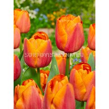 Лале /Tulip Jimmy/ 1 бр