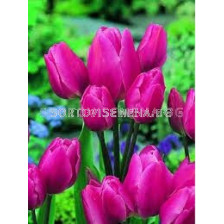 Лале (Tulip) Multiflora Happy Family 11/12