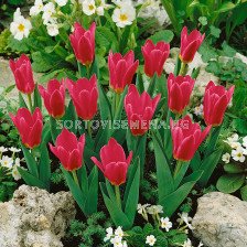 Лале /Tulip Pink Dwarf/ 11/12