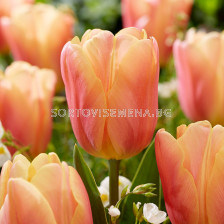 Лале/ Tulip triumph Salmon Jimmy - 1 бр.