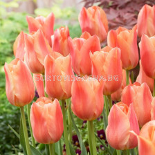 Лале/ Tulip single late Stunning Apricot - 1 бр.