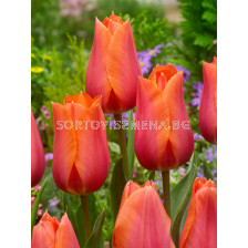 Лале /Tulip Temple of Beauty/ 11/12