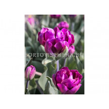 Лале /Tulip Alicante/ 1 бр