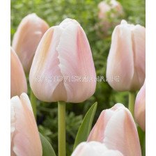Лале /Tulip Apricot Pride/ 11/12