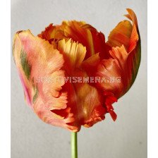 Лале /Tulip Avignon Parrot/ 11/12