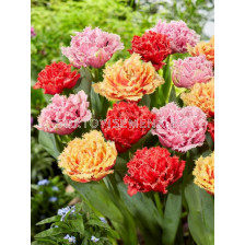 Лале микс/ Tulips fringed double mixed - 1 бр.