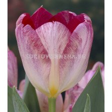Лале /Tulip Flaming Purissima/ 11/12