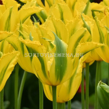Лале/ Tulip lily-flowered Green Mile - 1 бр.
