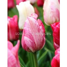 Лале (Tulip) Triumph Hemisphere