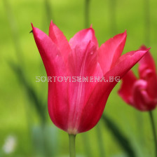 Лале /Tulip Mariette/ Lilyflowering - 11/12