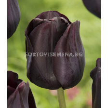 Лале /Tulip Paul Scherer/ 11/12