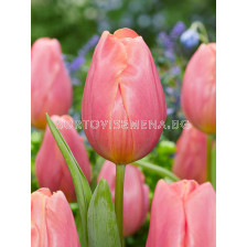 Лале/ Tulip triumph Pink Jimmy - 1 бр.