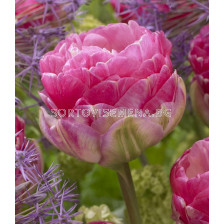 Лале /Tulip Pinksize/ 11/12