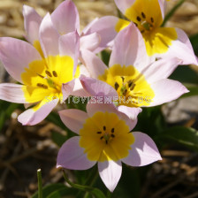 Лале /Tulip Tulipa Saxatilis/ 6/7