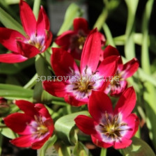 Лале/ Tulipa miscellaneous Tiny Timo - 1 бр.