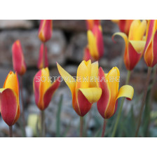 Лале Long Lady 1 бр