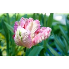 Лале/ Tulip parrot Elsenburg - 1 бр