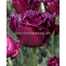 Лале /Tulip 'Gorilla'/ 1 бр