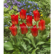 Лале/ Tulip fosteriana 'Princeps'- 1 бр.