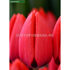 Лале/ Tulip darwin hybrid Red Ranger - 1 бр.
