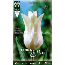 Лале lily-flowered Tres Chic