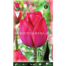 Лале (Tulip) Triumph Brave Heart