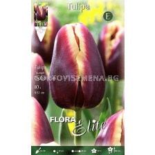 Лале (Tulip) Triumph Doberman