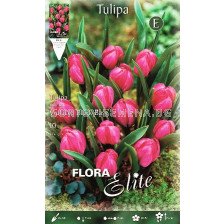 Лале (Tulip) Violacae Black Base