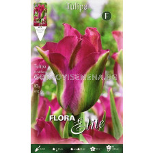 Лале (Tulip) Viridiflora Green Love