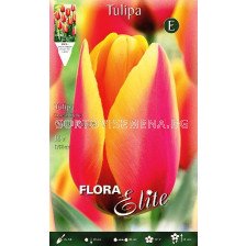 Лале (Tulip) World Peace