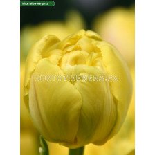 Лале /Tulip Yellow Margarita/ Double 11/12
