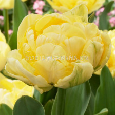 Лале /Tulip Yellow Mountain/ 11/12