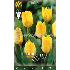 Лале Yellow Purissima