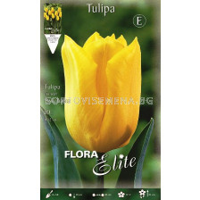Лале (Tulip) Triumph Yokohama 12/+ 
