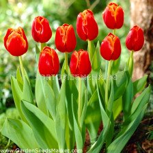 Лале /Tulip Verandi/ 11/12