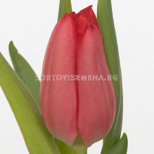 Лале/ Tulips single early 'Christmas Carol' - 1 бр.