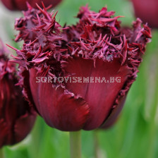 Лале /Tulip 'Labrador'/ 1 бр