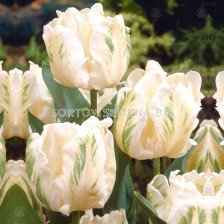 Лале /Tulip Madonna/ 1 бр