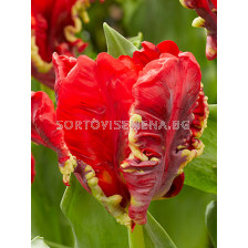 Лале/ Tulip parrot Seadov Parrot - 1 бр.