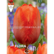 Лале (Tulip) Darwin Hybr. Orange van Eijk