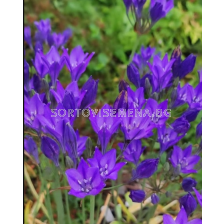 Трителея Twilight/ Triteleia - 1 брой