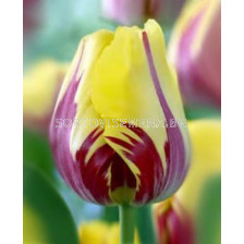 Лале Twister 1 бр