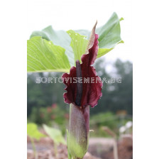 Сауроматум гигантски /Sauromatum Giganteum/ 1 бр